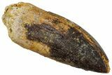 Fossil Sauropod Dinosaur (Titanosaur) Tooth - Morocco #332473-1